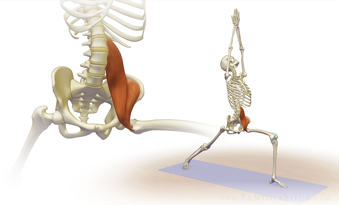 Yoga éveil psoas